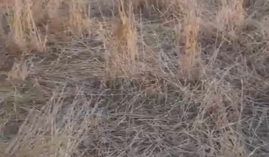 Elazığ’da araziler yaban domuzlarının istilasına uğradı