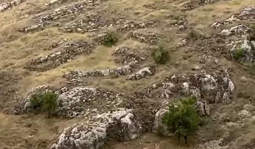 Elazığ’da dağ keçileri sürü halinde görüntülendi