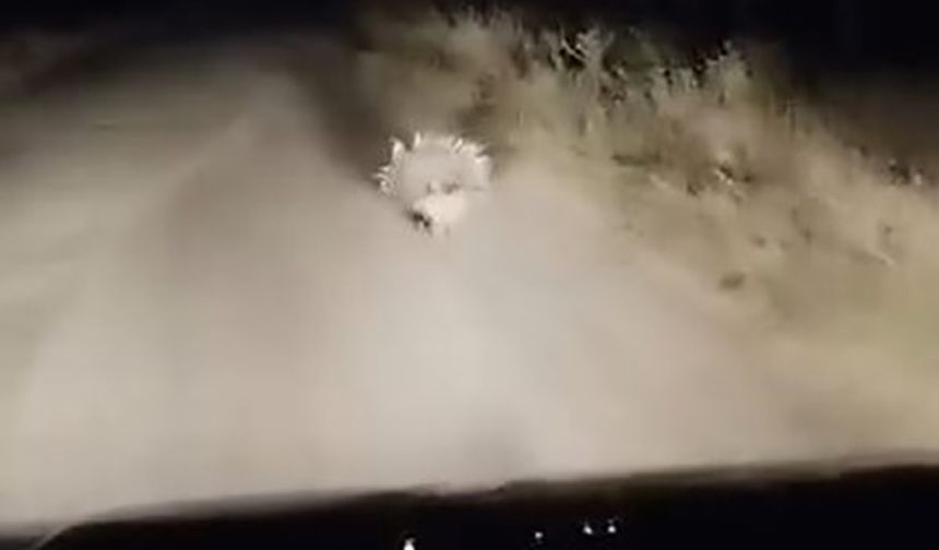 Elazığ’da nesli tükenme tehlikesi altında olan oklu kirpi görüntülendi