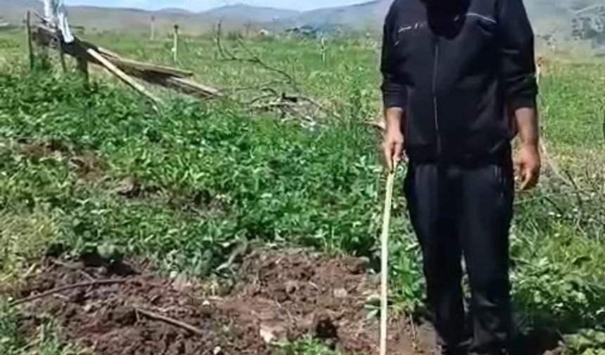 Elazığlı çiftçi, çilek bahçesini talan eden domuzlara sitem etti