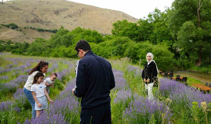 Erzincan’ın Çağlayan beldesi lavanta tarlalarıyla büyülüyor
