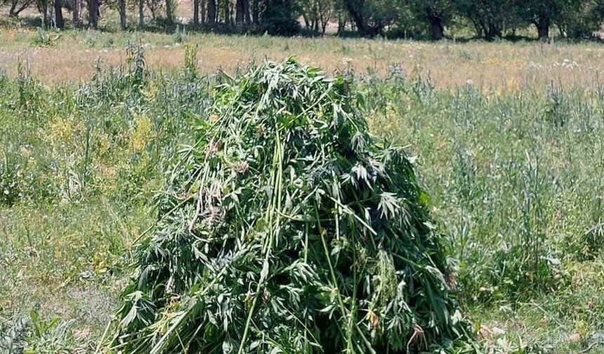 Erzurum’da 867 kök kenevir bitkisi ele geçirildi