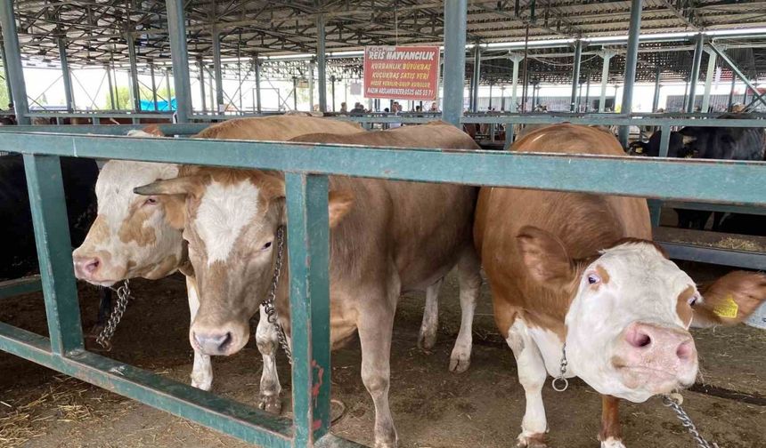 Eskişehir Hayvan Pazarı’nın 750 kiloluk düveleri
