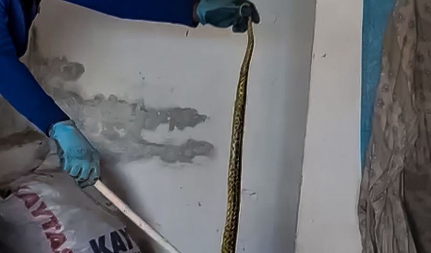 Evinde yakaladığı 2 metrelik yılanı zarar vermeden alıp doğaya bıraktı