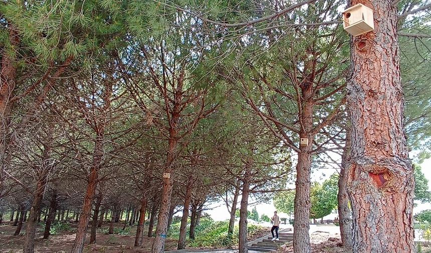 Gediz MYO Kampüsüne kuş yuvaları yerleştirildi