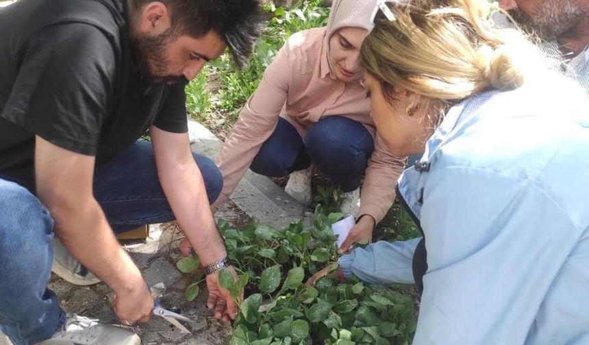 Hamur’da sebze fideleri dağıtımı gerçekleştirildi