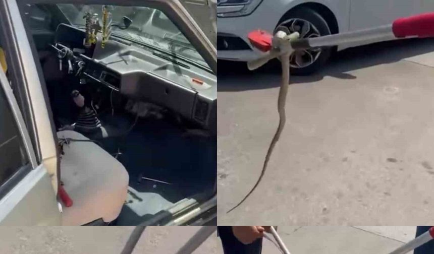 Hastane bahçesindeki otomobilden yılan çıktı