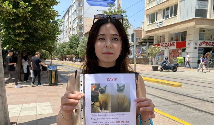 Herkes bayramı kutlarken o sokak sokak kayıp kedisini aradı