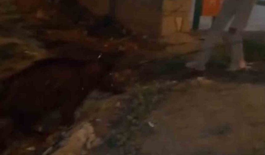 Iğdır’da yürüyüş yapan gençler, kanaldaki yaban domuzlarını kurtardı