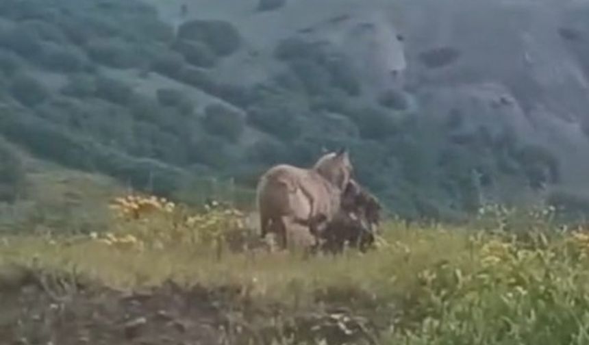 İlçe merkezine kadar inen kurt, keçiyi kaptığı gibi götürdü
