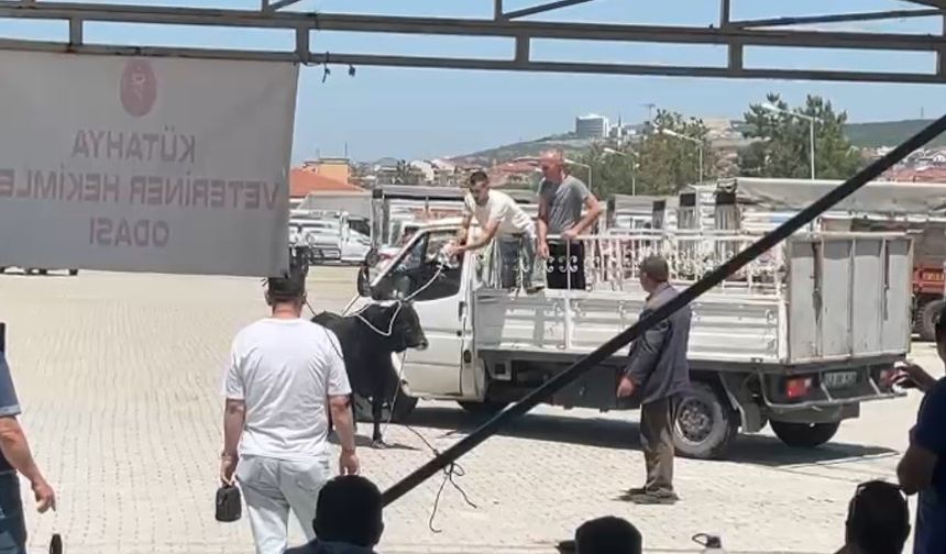 Kaçan kurbanlık ekipleri harekete geçirdi