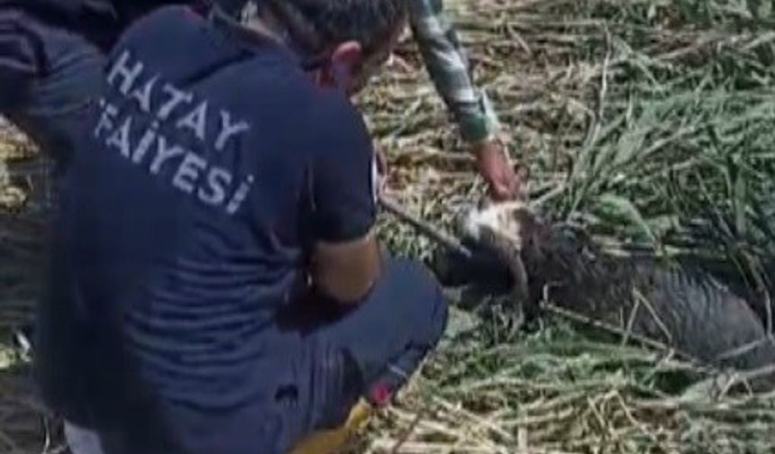 Kaçarak çamura saplanan kurbanlık koyunları itfaiye kurtarıldı