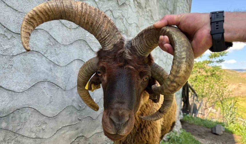 Kağızman’da 4 boynuzlu koç ilgi odağı oldu