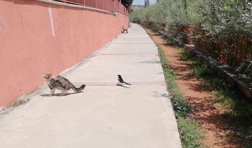 Karganın tehlikeli oyunu, çizgi film sahnelerini aratmadı