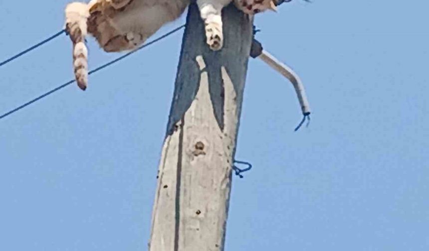 Kars’ta elektrik direğinde mahsur kalan kedi kurtarıldı