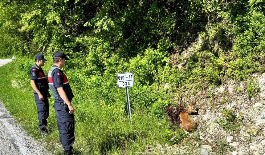 Kastamonu’da yaralı halde bulunan karacalar tedavi altına alındı