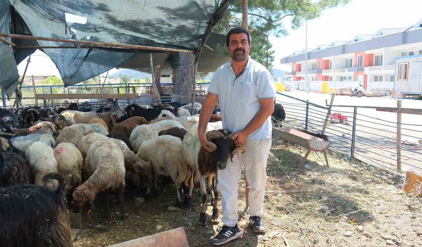 Kemer Belediyesi’nde kurban satış alanlarında denetim