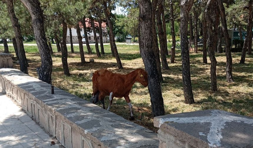 Konya’da firari keçiler ekipler tarafından bulundu