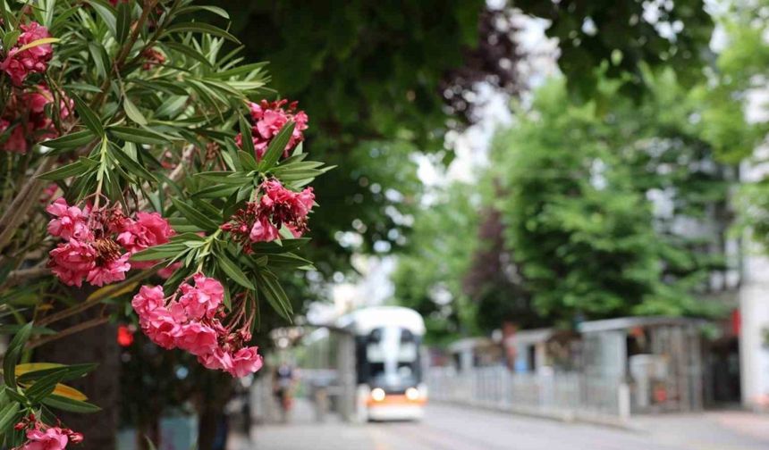 Köprübaşı palmiyeler ve zakkumlarla süslendi