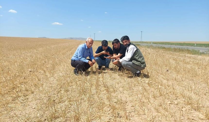 Kulu’da hububatı kuraklık vurdu