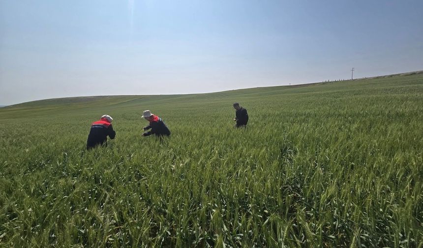 Kulu’da süne zararlısıyla mücadele çalışmaları