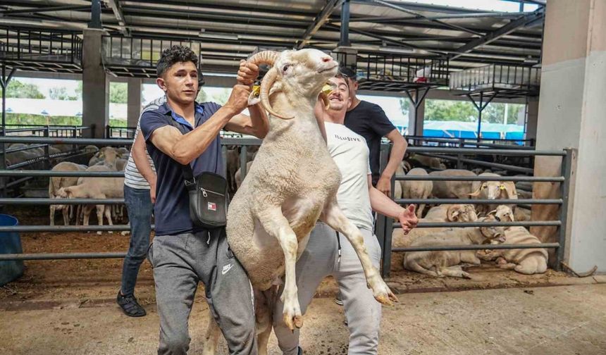 Kurban pazarının gözdesi...4 boynuzlu koçu görenler şaşırıyor