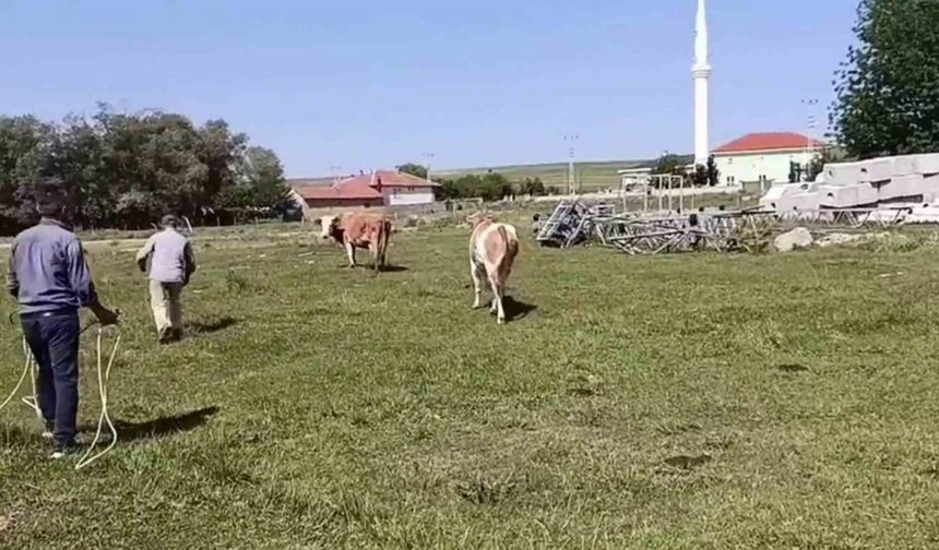 Kurbanlığın, sahibini terlettiği anlar cep telefonuyla anbean kaydedildi