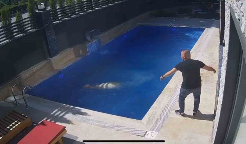 Kurbanlık koç havuza atladı