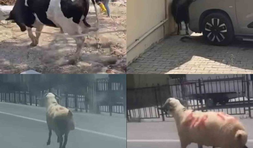 Kurbanlıklar firarda