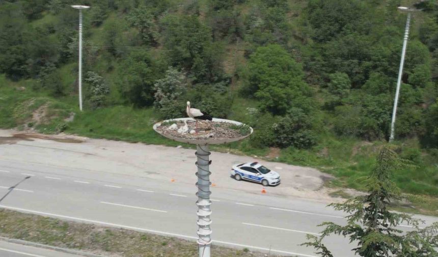 Leylek otelin yavruları dünyaya geldi