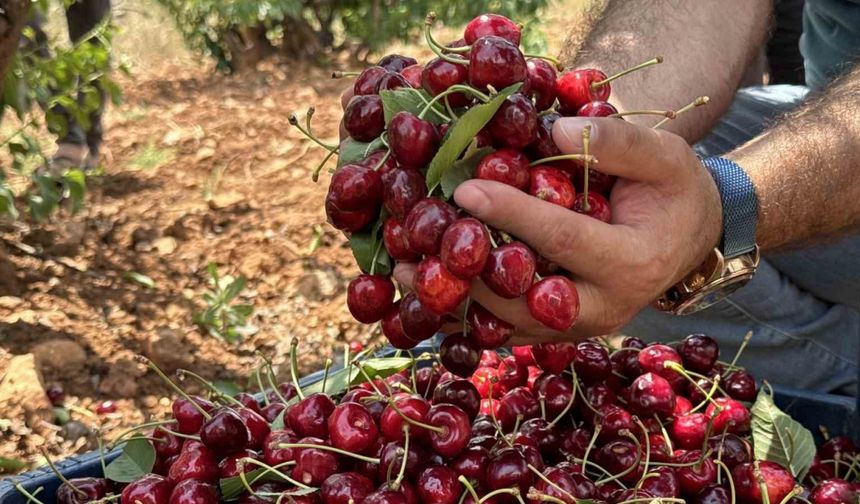 Mardin’de 17. Napolyon Kirazı Festivali düzenlendi