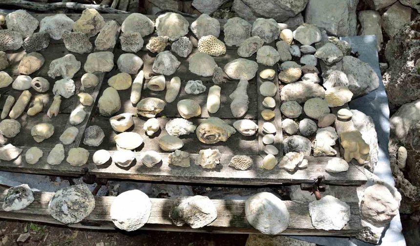 Mersin Mut’ta fosil araştırması
