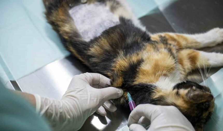 Mersin’deki kedi popülasyonu kısırlaştırma merkezi ile dengeleniyor