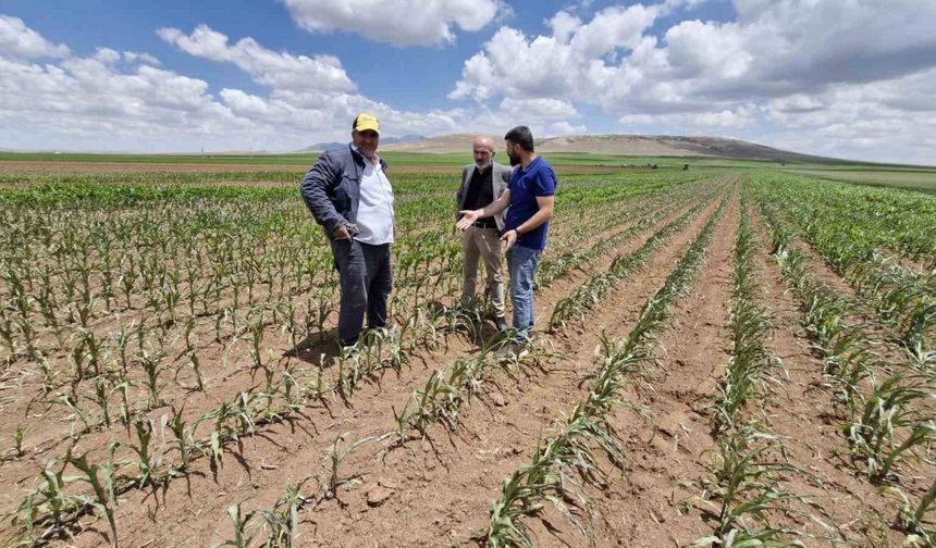 Mısır tarlasına dronlu ot ilacı saldırısı
