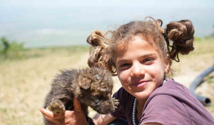 Muş’ta çoban kardeşler yaylada ölmek üzere olan kurt yavrularını kurtardı