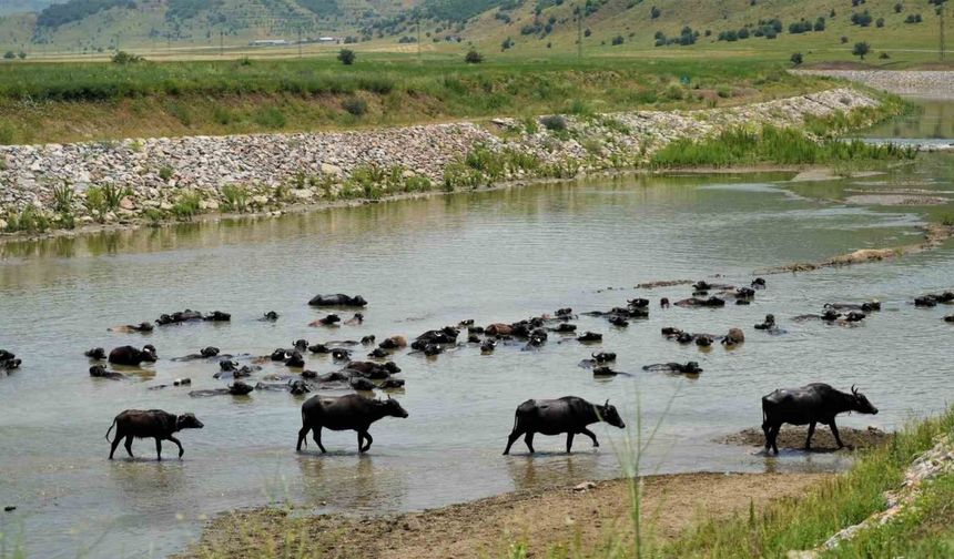 Muş’ta mandalar serin suya girerek hastalıklara karşı kendini koruyor