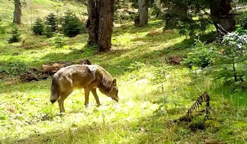 Nesli tükenmekte olan Bozkurt, böyle görüntülendi
