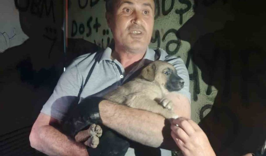 OEDAŞ trafoda mahsur kalan yavru köpeğe duyarsız kalmadı