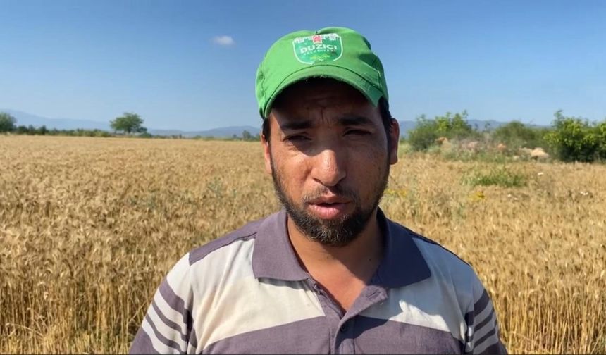 Osmaniye’de mevsim nedeniyle buğday hasadı geç başladı