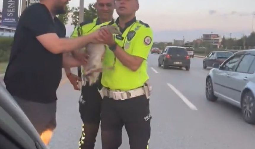 Otoyola atlayan ördek, duyarlı vatandaşlar ve trafik polislerinin müdahalesi ile kurtarıldı