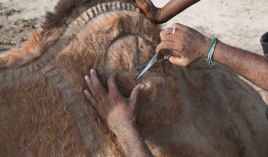 Pakistan’da Kurban Bayramı öncesi develer geleneksel motiflerle süslendi