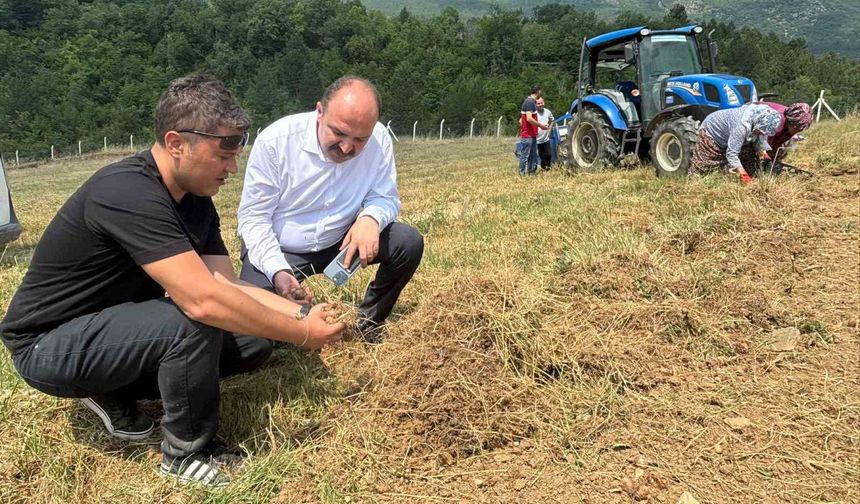 Safranbolu’da safran soğanı hasadı başladı
