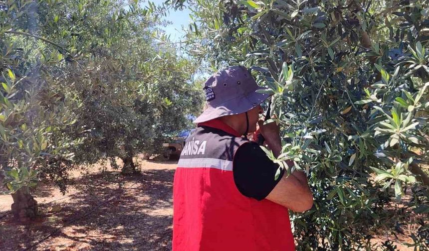 Salihli’de ‘zeytin güvesi’ alarmı