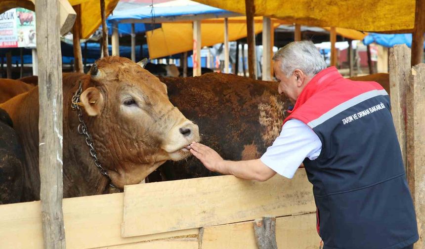 Samsun’da Kurban Bayramı öncesi hayvan sağlığı ve satış denetimleri