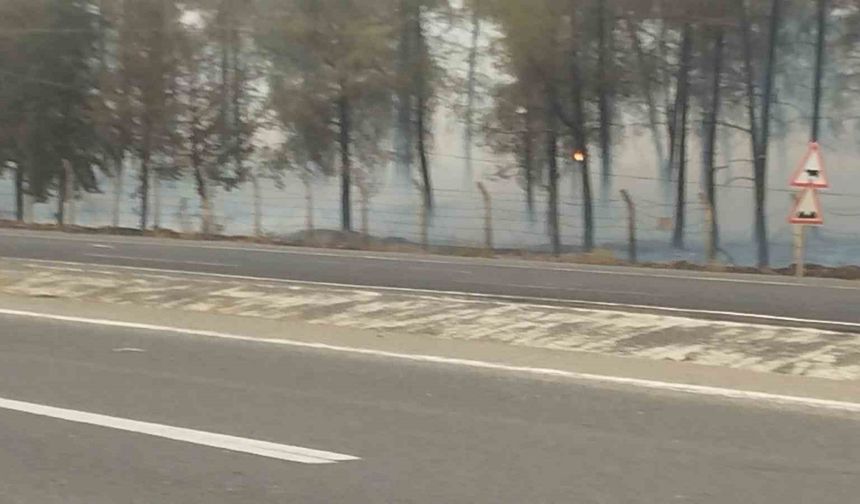 Şanlıurfa’da orman yangını: Alevlerin petrol istasyonuna sıçramaması için seferber oldular