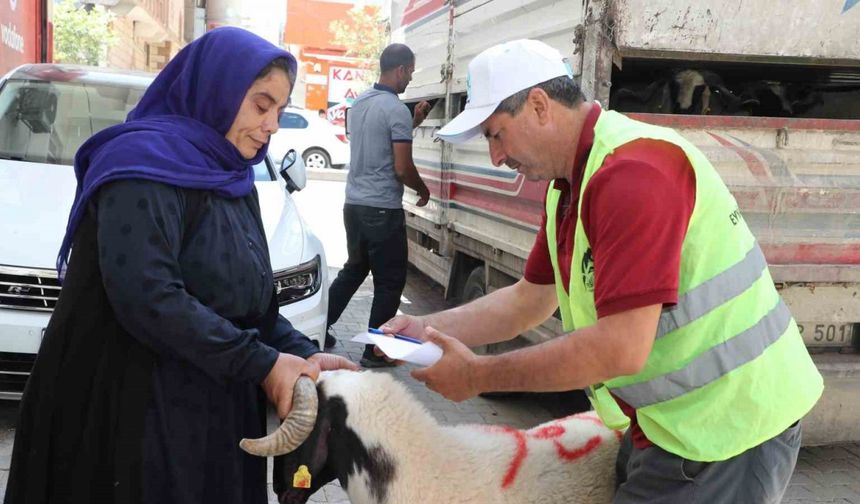 Şanlıurfa’da yetim ailelere canlı kurbanlık dağıtıldı
