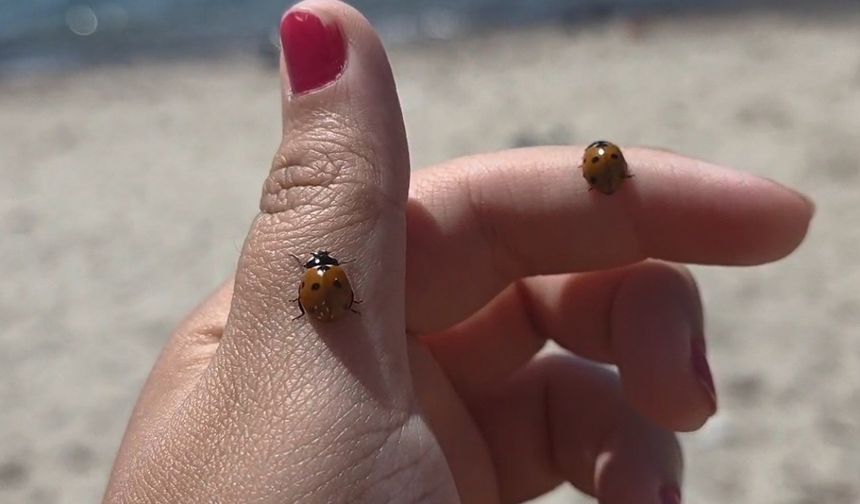 Saros Körfezi sahillerinde uğur böceği istilası: Tatilcilere zor anlar yaşattı