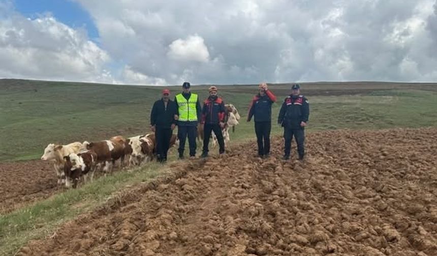 Sivas’ta kaybolan 9 büyükbaş hayvan, dronla bulundu