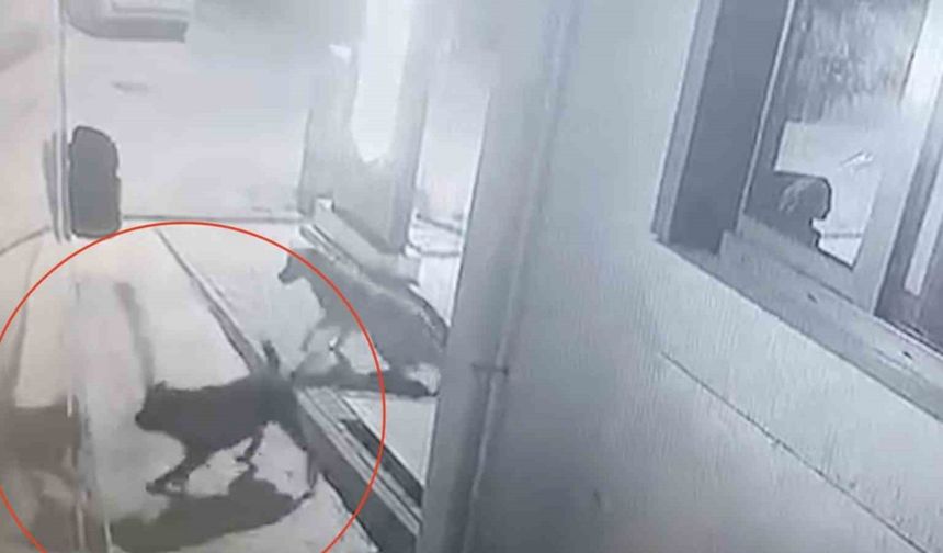 Sokak köpekleri karavanın tamponunu parçaladı