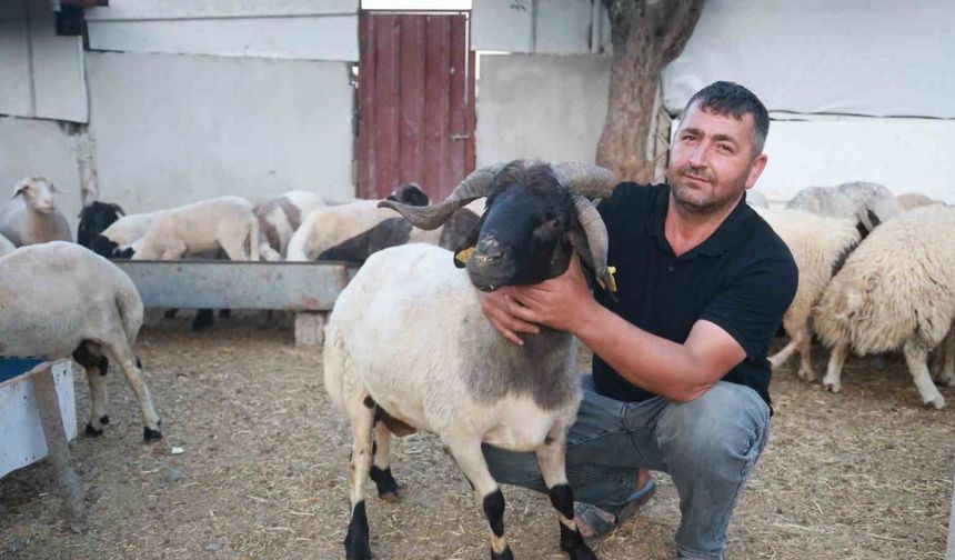 Sürüdeki 200 hayvan arasından 3 boynuzuyla ön plana çıkan ‘ahırın süsü’ ilgi odağı oldu